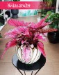 Begonia Rex Beleaf Indian Summer