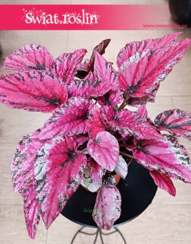Begonia Rex Beleaf Indian Summer kup internetowo online z dostawą do domu