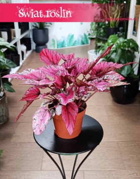 Begonia Rex Beleaf Indian Summer sklep internetowy w Krakowie z dostawą pod drzwi