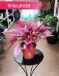 Begonia Rex Beleaf Indian Summer sklep internetowy w Krakowie z dostawą pod drzwi