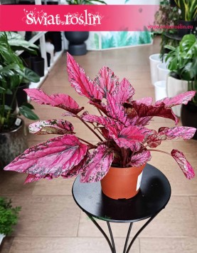 Begonia Rex Beleaf Indian Summer sklep internetowy online z dostawą w całej polsce