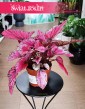 Begonia Rex Beleaf Indian Summer kup w najlepszej cenie i jakości z dostawą kurierem pod drzwi