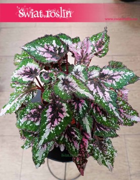 Begonia Rex Beleaf Alaska Creek do kupienia w sklepie internetowym online z dostawą