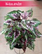 Begonia Rex Beleaf Alaska Creek do kupienia w sklepie internetowym online z dostawą