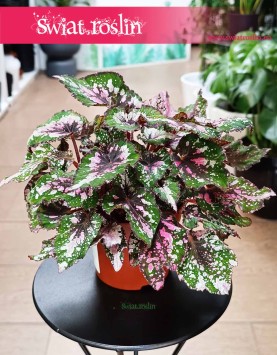 Begonia Rex Beleaf Alaska Creek sklep internetowy z dostawą pod drzwi