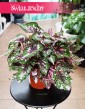 Begonia Rex Beleaf Alaska Creek sklep internetowy z dostawą pod drzwi