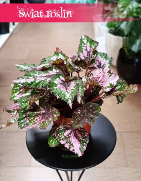 Begonia Rex Beleaf Alaska Creek kup w Kraakopwie lub online z dostawą