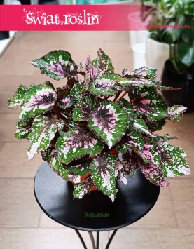Begonia Rex Beleaf Alaska Creek w najlepszej cenie i jakości z dostawą kurierem