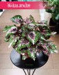 Begonia Rex Beleaf Alaska Creek w najlepszej cenie i jakości z dostawą kurierem