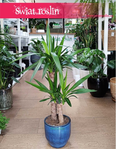 Juka Gwatemalska, Yucca Elephantipes