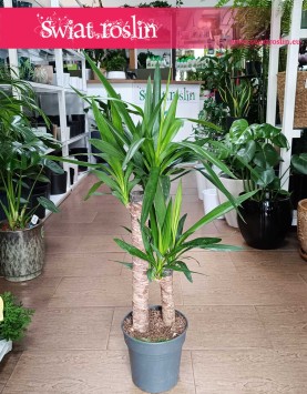 Juka Gwatemalska do kupienia w Krakowie lub online z dostawą, Yucca Elephantipes