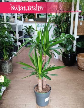 Juka Gwatemalska sklep z roślinami online lub stacjonarnie w Krakowie, Yucca Elephantipes