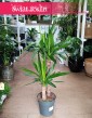 Juka Gwatemalska sklep z roślinami online lub stacjonarnie w Krakowie, Yucca Elephantipes