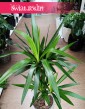Juka Gwatemalska najlepsza jakość najlepsza cena z dostawą, Yucca Elephantipes, Stopa Słonia