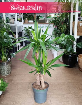 Juka Gwatemalska kup internetowo online z dostawą, Yucca Elephantipes