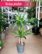 Juka Gwatemalska kup internetowo online z dostawą, Yucca Elephantipes