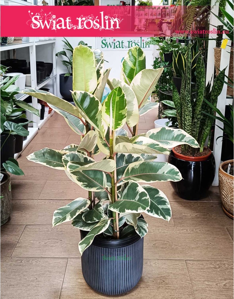 Wielki Ficus Elastica Tineke, Duży Fikus Tineke, Figowiec Sprężysty Tineke