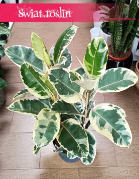 Wielki Ficus Elastica Tineke, Duży Fikus Tineke sklep internetowy online wysyłka, Figowiec Sprężysty Tineke