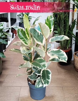 Wielki Ficus Elastica Tineke sklep z roślinami wysyłka, Duży Fikus Tineke, Figowiec Sprężysty Tineke