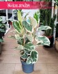 Wielki Ficus Elastica Tineke sklep z roślinami wysyłka, Duży Fikus Tineke, Figowiec Sprężysty Tineke