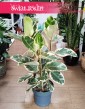 Wielki Ficus Elastica Tineke sklep z fikusami w Krakowie wysyłka, Duży Fikus Tineke, Figowiec Sprężysty Tineke
