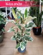 Wielki Ficus Elastica Tineke do kupienia z wysyłką do domu do biura do firmy w najlepszej jakości i cenie, Duży Fikus Tineke
