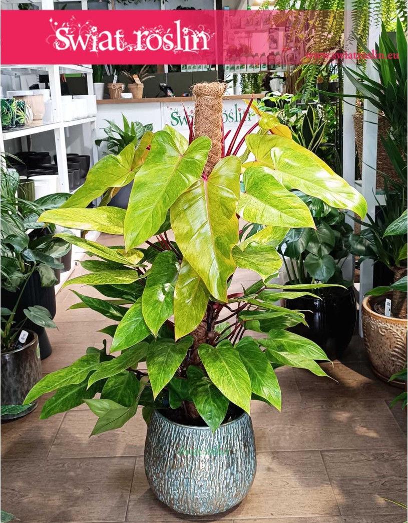 Philodendron Painted Lady, Filodendron Painted Lady