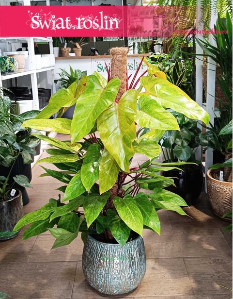 Philodendron Painted Lady, Filodendron Painted Lady