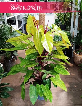Philodendron Painted Lady kup w sklepie internetowym online z dostawą, Filodendron Painted Lady