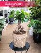 Ficus Microcarpa Ginseng, Fikus Tępy Ginseng