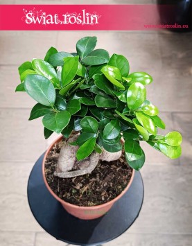 Ficus Microcarpa Ginseng, Fikus Tępy Ginseng wysyłka ze sklepu online z roślinami