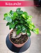 Ficus Microcarpa Ginseng, Fikus Tępy Ginseng wysyłka ze sklepu online z roślinami