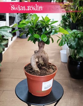 Ficus Microcarpa Ginseng bonsai do kupienia sklepie internetowym online, Fikus Tępy Ginseng bonsai