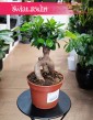 Ficus Microcarpa Ginseng bonsai do kupienia sklepie internetowym online, Fikus Tępy Ginseng bonsai