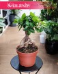 Ficus Microcarpa Ginseng bonsai do kupienia w Krakowie z wysyłką cała Polska, Fikus Tępy Ginseng bonsai
