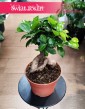 Ficus Microcarpa Ginseng bonsai kup w sklepie z roślinami w Krakowie internetowy online z dostawą, Fikus Tępy Ginseng bonsai