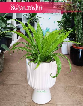 Asplenium Antiquum Osaka, Zanokcica Japońska