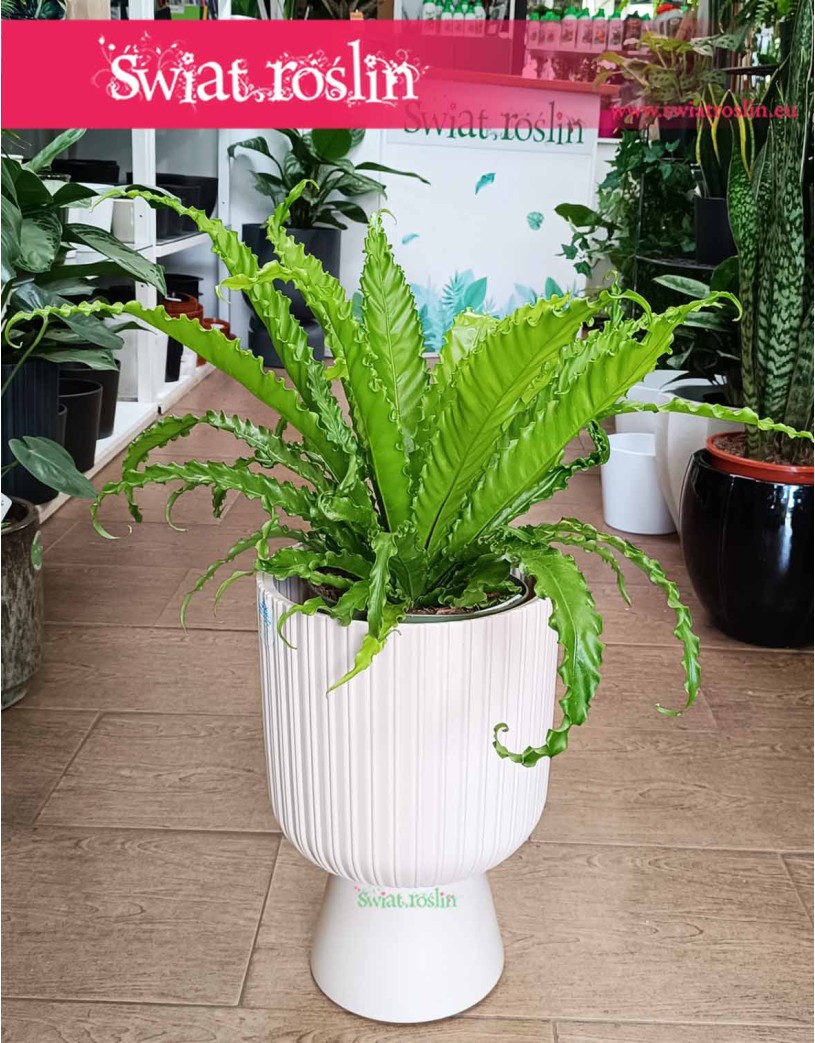 Asplenium Antiquum Osaka, Zanokcica Japońska
