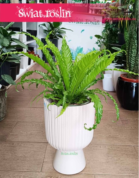 Asplenium Antiquum Osaka, Zanokcica Japońska