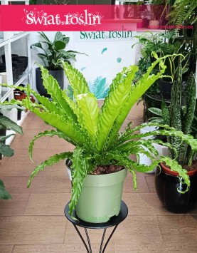 Asplenium Antiquum Osaka, Zanokcica Japońska, Zanokcica Osaka, Asplenium Osaka, Asplenium Antiquum
