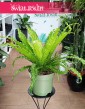 Asplenium Antiquum Osaka, Zanokcica Japońska, Zanokcica Osaka, Asplenium Osaka, Asplenium Antiquum