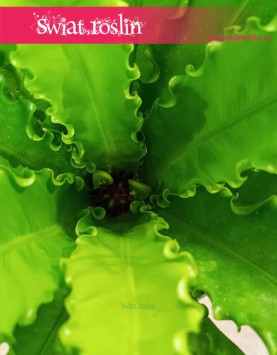 Asplenium Antiquum Osaka do kupienia w Krakowie z dostawą ze sklepu online, Zanokcica Japońska