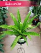 Asplenium Antiquum Osaka sklep internetowy online z dostawą prosto pod drzwi, Zanokcica Japońska