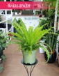 Asplenium Antiquum Osaka, Zanokcica Japońska do kuipienia online internetowo z dostawą ze sklepu online