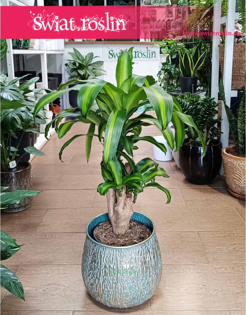 Dracena Massangena, Dracaena Fragrans Massangeana