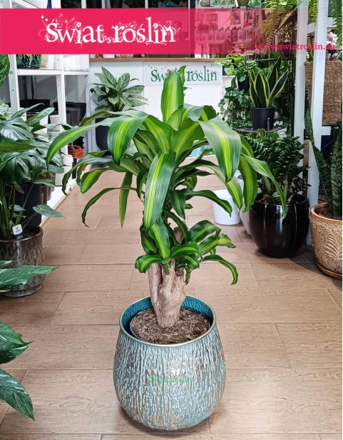 Dracena Massangena, Dracaena Fragrans Massangeana