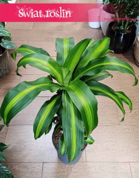 Dracaena Fragrans Massangeana do kupienia w Krakowie lub online z dostawą, Dracena Wonna Massangena