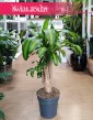 Dracena Massangena kup w sklepie z roślinami doniczkowymi online, Dracaena Fragrans Massangeana