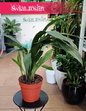 Aspidistra Elatior Milky Way odporna roślina niewymagająca wysyłka do domu, roślina Żelazny liść, Aspidistra Milky Way