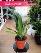 Piękna niewymagająca Aspidistra Elatior Milky Way dostępna online z dostawą, roślina Żelazny liść, Aspidistra Milky Way